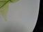 Red Wing Magnolia Chartreuse, MCM: Dinner Plate (s), 10 1/2", As Is
