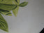 Red Wing Magnolia Chartreuse, MCM: Dinner Plate (s), 10 1/2", Crazing, Discolor
