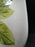 Red Wing Magnolia Chartreuse, MCM: Salad Plate (s), 7 3/8", As Is