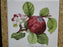 Portmeirion Pomona: Square Cork Back Trivet, Hoary Morning Apple, 7 5/8"