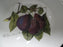 Portmeirion Pomona: Indiv Salad / Dessert Bowl, The Reine Claude Plum, 5 1/2"
