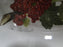 Portmeirion Pomona: Indiv Salad / Dessert Bowl, The Red Currant, 5 1/2"