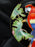 Fitz & Floyd Jungle Parrot, Multicolored Parrots: Salad Plate, 7 1/2"