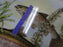 Spode Woodland North American Fish Rainbow Trout: Dinner Plate, 10 1/2", Flaw