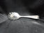 Tuttle Triumph, Sterling, 1994: Shell Sugar Spoon, 6" Long, Clinton