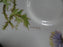 Royal Doulton Glamis Thistle, Purple: Cream Soup Bowl & Saucer