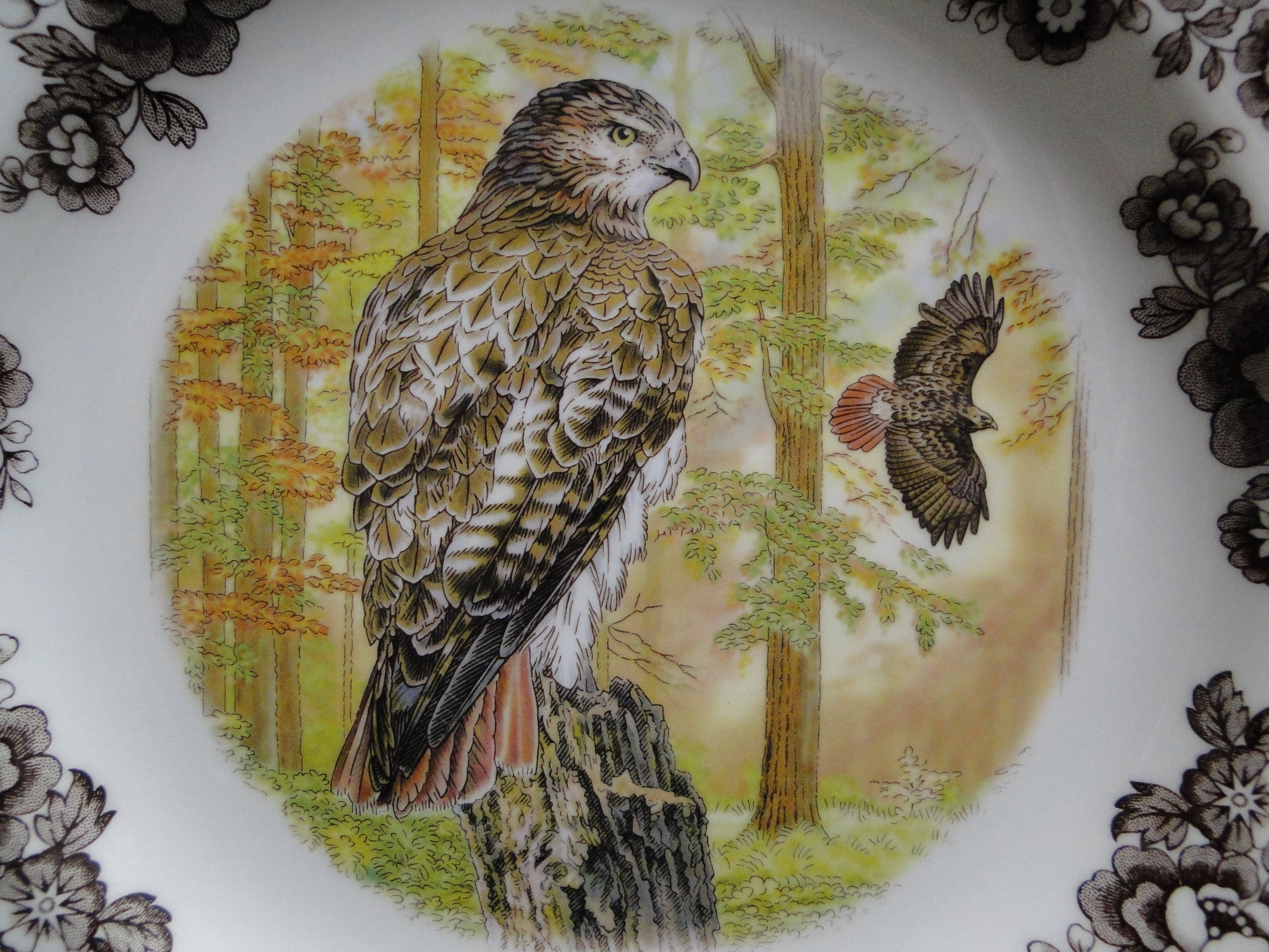 Hawk Plate Spode Woodland Birds of Prey Autumn Red Tail Hawk: NEW Dinner Plate 10 ...
