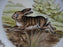 Spode Woodland Rabbit, Bunny, England: Dinner Plate (s), 10 1/2", Box