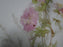 Haviland Schleiger 664C, Yellow & Pink Flowers: Dinner Plate (s), 9 5/8", As Is