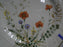 Mikasa Margaux, Rust & Yellow Floral, Weave Rim: Salad Plate (s), 8 1/8", As Is
