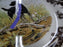 Spode Woodland Black Labrador Hunting Dog: Dinner Plate, 10 1/2", Flaw