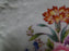 Spode Y3439, Savoy w/ Florals: Luncheon Plate (s), 8 1/2", Crazing & Discolor