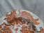 Royal Crown Derby Red Aves, Birds: Scalloped Rim Soup Bowl (s), 8 1/4" x 1 1/4"
