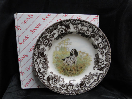 Spode Woodland English Springer Spaniel Hunting Dog: NEW Dinner Plate, Box