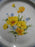 Mikasa Country Club Amy, Yellow Flowers, Blue Edge: Dinner Plate, 10 3/4", As Is