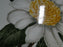 Haviland (New York) Camellia, White Flower w/ Yellow: Platter, 13 7/8" x 11"