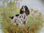 Spode Woodland English Springer Spaniel Hunting Dog: NEW Dinner Plate, Box