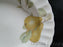 Mikasa Belle Terre CAJ05, Fruit: Rim Soup Bowl, 8 7/8"