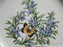 Royal Worcester Worcester Herbs: Dinner Plate (s), 10 1/2", Rosemary, Reduced