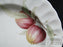 Mikasa Belle Terre CAJ05, Fruit: Salad Plate, 7 3/4", Worn