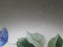 Wedgwood Sarah's Garden, Blue Band: Divided Serving Bowl, 12", Crazing