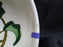 Metlox Poppytrail California Ivy: Coupe Soup Bowl, 6 3/4" x 1 3/4", As Is