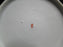 Schwalb Brothers (BSM), Coral Flowers: Fruit Bowl (s) 5 1/4", Design #1
