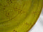 Steelite Craft, England: NEW Apple Coupe Dinner Plate (s), 10"