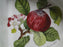 Portmeirion Pomona: Divided Serving Bowl, Pippin, Morning Apple, 11 1/2", Laurel
