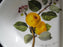 Portmeirion Pomona: Divided Serving Bowl, Pippin, Morning Apple, 11 1/2", Laurel