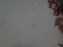 Wedgwood Bramble Pink Shell Edge, Queen's Ware: Dinner Plate, 10 1/4", Crazing