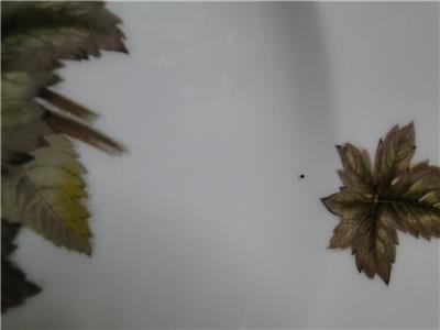 Royal Worcester Dorchester, Brown & Yellow Flowers: Salad Plate (s), 8"